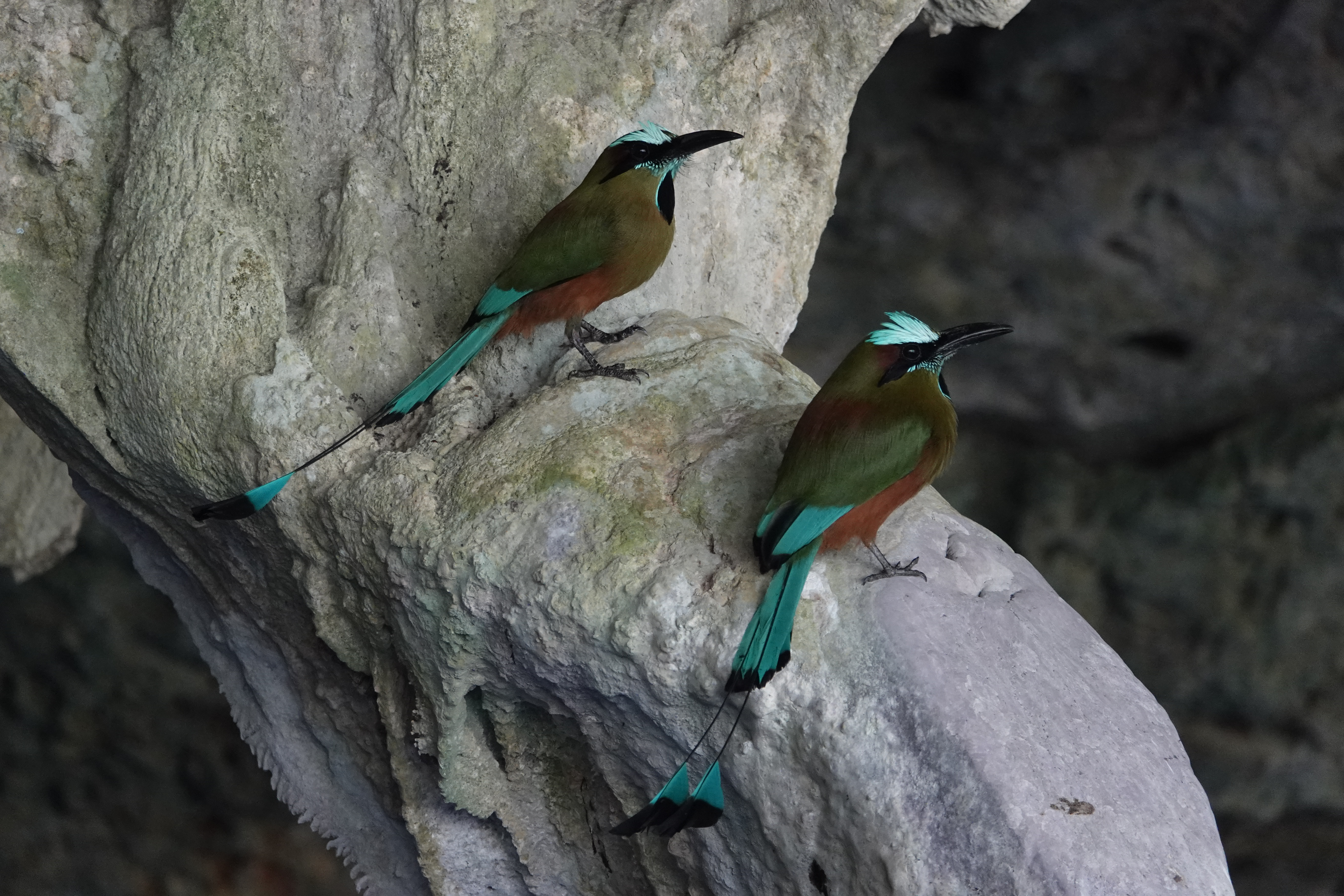 Oiseaux dans une grotte du Yucatán